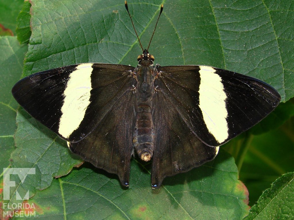 Mosaic Butterfly with its wings open. Male and female butterflies look similar. With its wings open butterfly is dark brown with a pale yellow stripe through the upper wing.