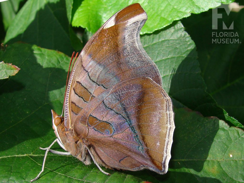 Orion Butterfly with wings closed, butterfly is brown and looks like a leaf.