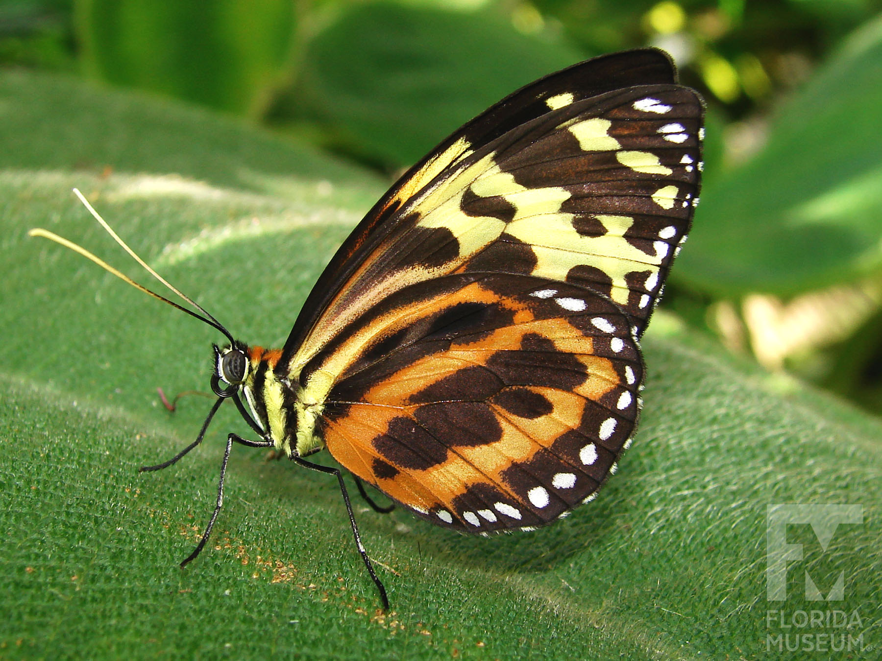 Harmonia Tigerwing Butterly Print / Tropical Butterfly / offers Butterfly Print / Colourful Butterfly Print / Large Print / Butterfly Wall Print