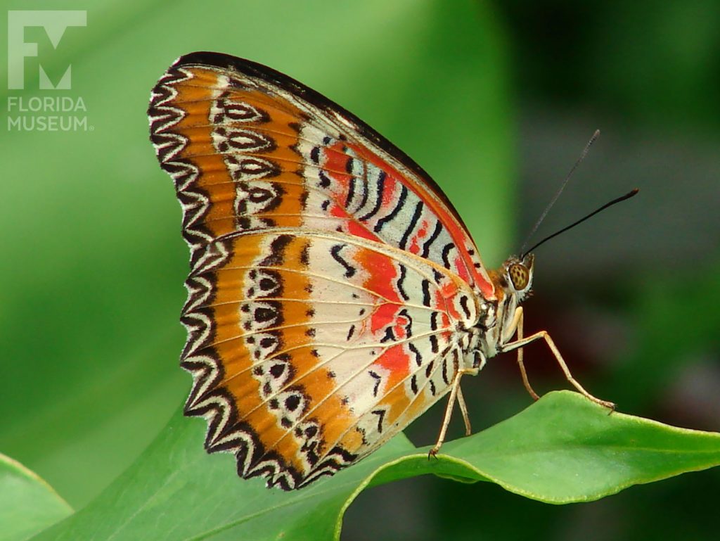 Red Lacewing Butterfly with wings open. Male and female butterflies look similar. With wings closed butterfly is black, tan, orange/red, cream in a complicated pattern.