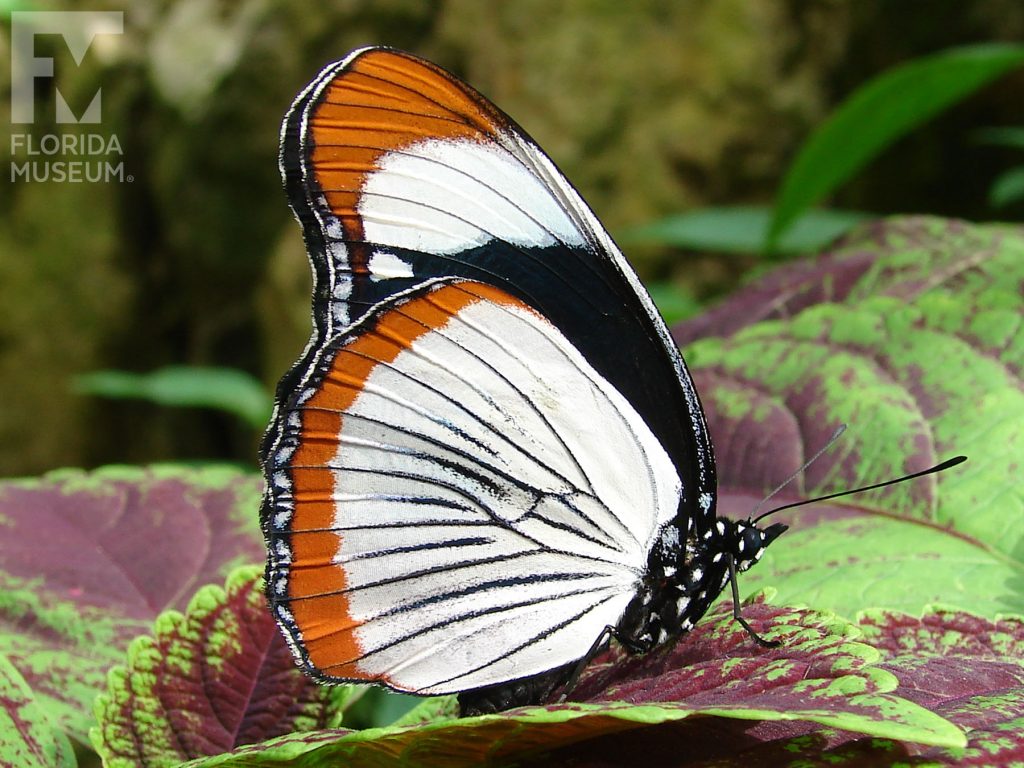 Red-spot Diadem Butterfly with wings closed. Butterfly is white with black veins. The edge of the wings have an orange/brown border. The upper wing is black, with a white and orange wing tip. Male and Female butterflies look similar.