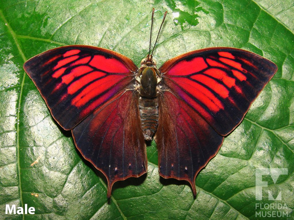 Male Noble Leafwing butterfly with open wings. Butterfly is black and vibrant red.