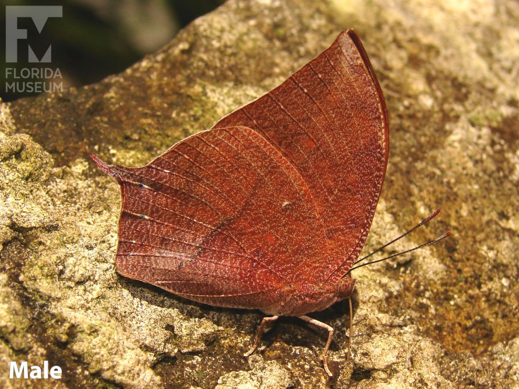 Male Noble Leafwing butterfly with closed wings. Butterfly is reddish-brown and looks like a leaf.