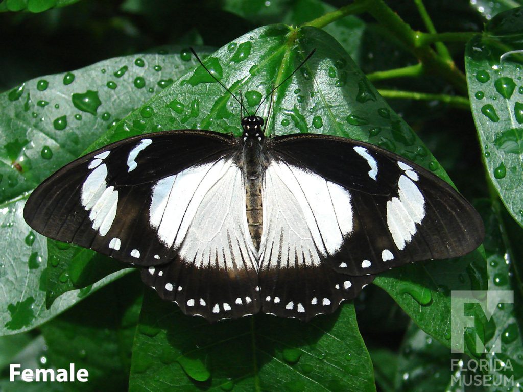 Female Mocker Swallowtail with open wings. Butterfly is pale yellow/white with wide black edges.