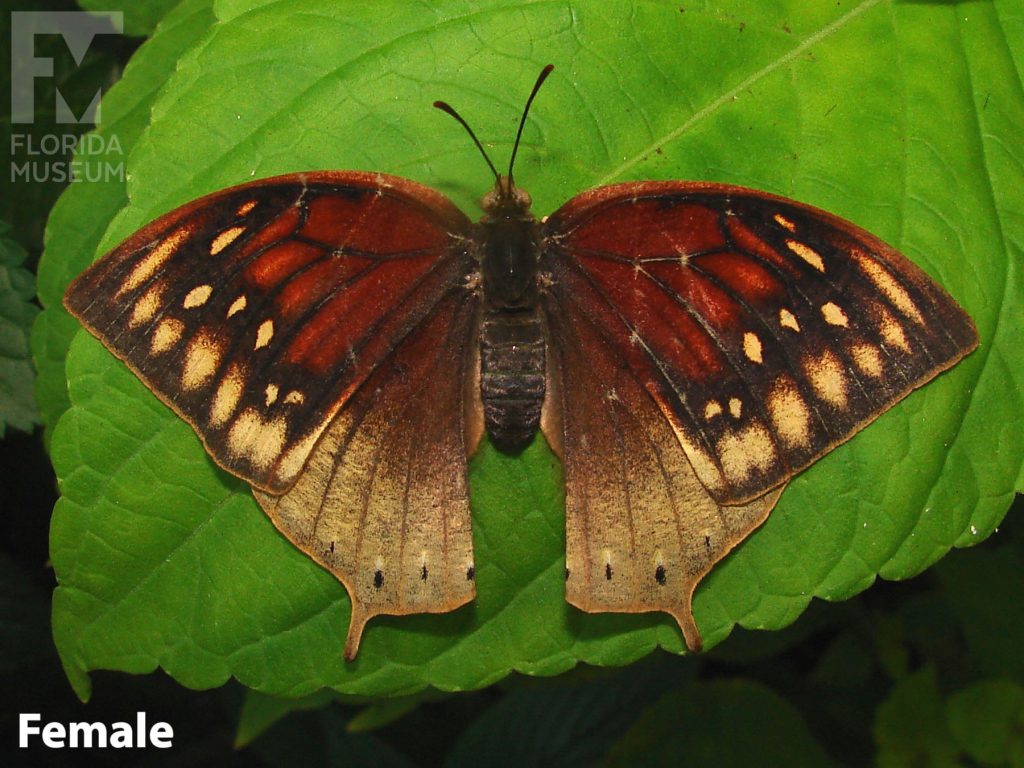 Female Noble Leafwing butterfly with open wings. Butterfly is brown, the upper wing had dark-red, black and cream colored markings.