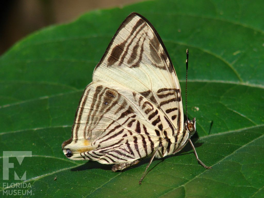 Mosaic Butterfly with its wings closed. Male and female butterflies look similar. With its wings closed butterfly with pale yellow with small black markings in a complicated pattern.