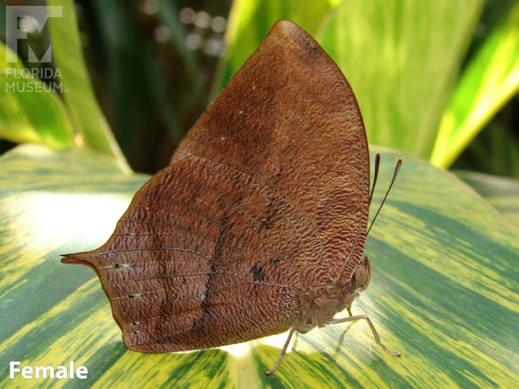 Female Noble Leafwing butterfly with closed wings. Butterfly is brown and looks like a leaf.