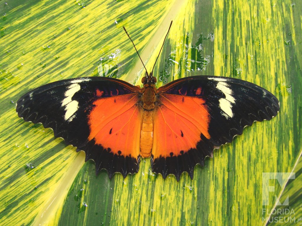 Malay Lacewing Butterfly with wings open. Male and female butterflies look similar. Wings have many small points along the edges. With wings open the butterfly is orange at the center near the body with black tips and black along the edges. A white stripe runs through the black near the wing tips.