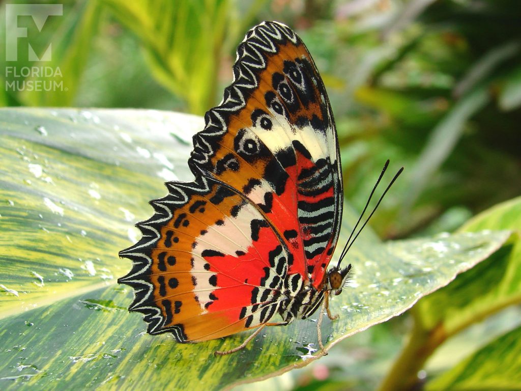 Malay Lacewing Butterfly with wings closed. Male and female butterflies look similar. Wings have many small points along the edges. With wings closed butterfly is black, tan, orange/red, cream in a complicated pattern.