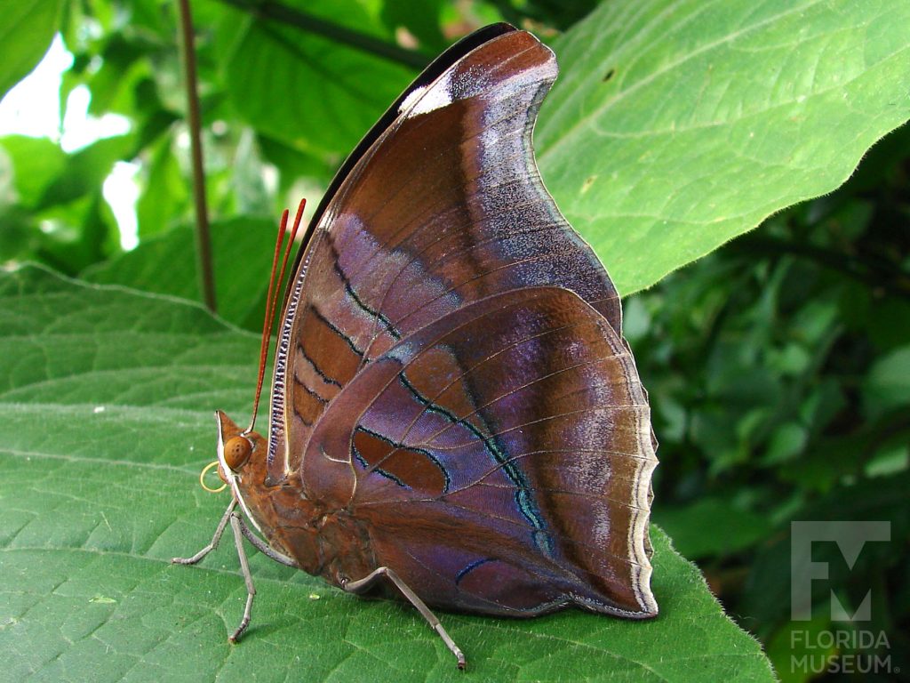 Orion Butterfly with wings closed, butterfly is brown and looks like a leaf.