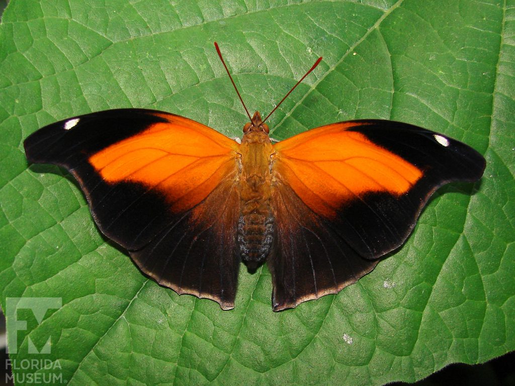 Orion Butterfly with wings open, butterfly is orange with black tips and edges. There is a single white spot near the wing tips.