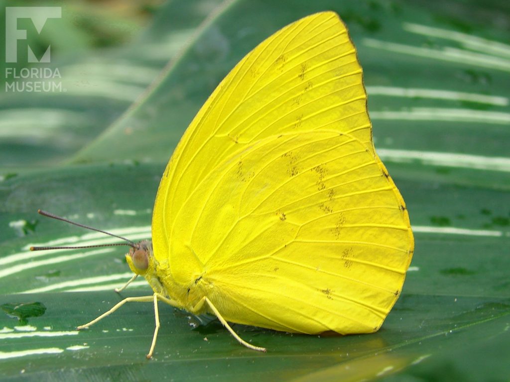 Orange Emigrant Butterfly with wings closed. Male and Female butterflies look similar. Wings closed, butterfly is bright yellow.