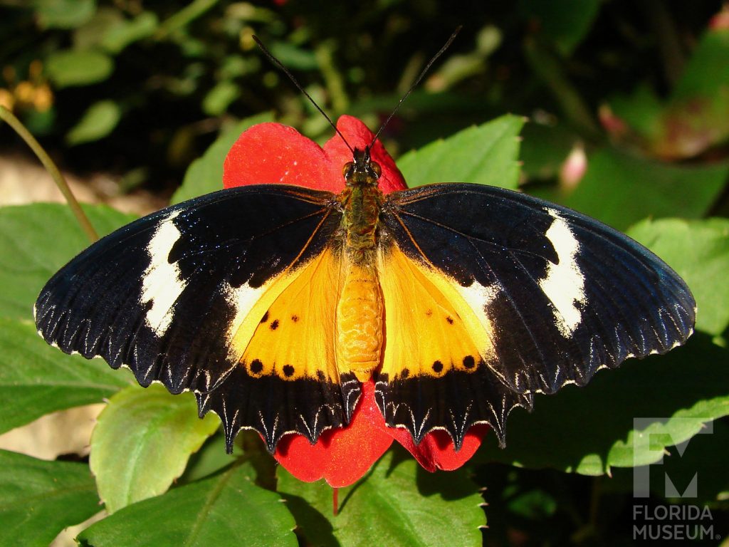 Malay Lacewing Butterfly with wings open. Male and female butterflies look similar. Wings have many small points along the edges. With wings open the butterfly is orange at the center near the body with black tips and black along the edges. A white stripe runs through the black near the wing tips.