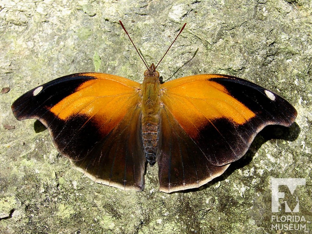 Orion Butterfly with wings open, butterfly is orange with black tips and edges. There is a single white spot near the wing tips.