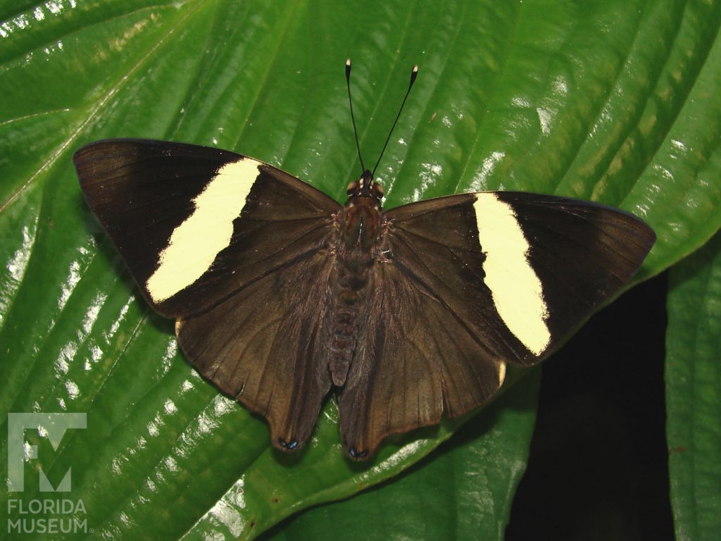 Mosaic Butterfly with its wings open. Male and female butterflies look similar. With its wings open butterfly is dark brown with a pale yellow stripe through the upper wing.