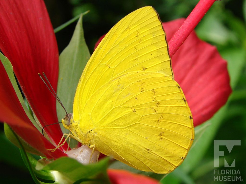 Orange Emigrant Butterfly with wings closed. Male and Female butterflies look similar. Wings closed, butterfly is bright yellow.