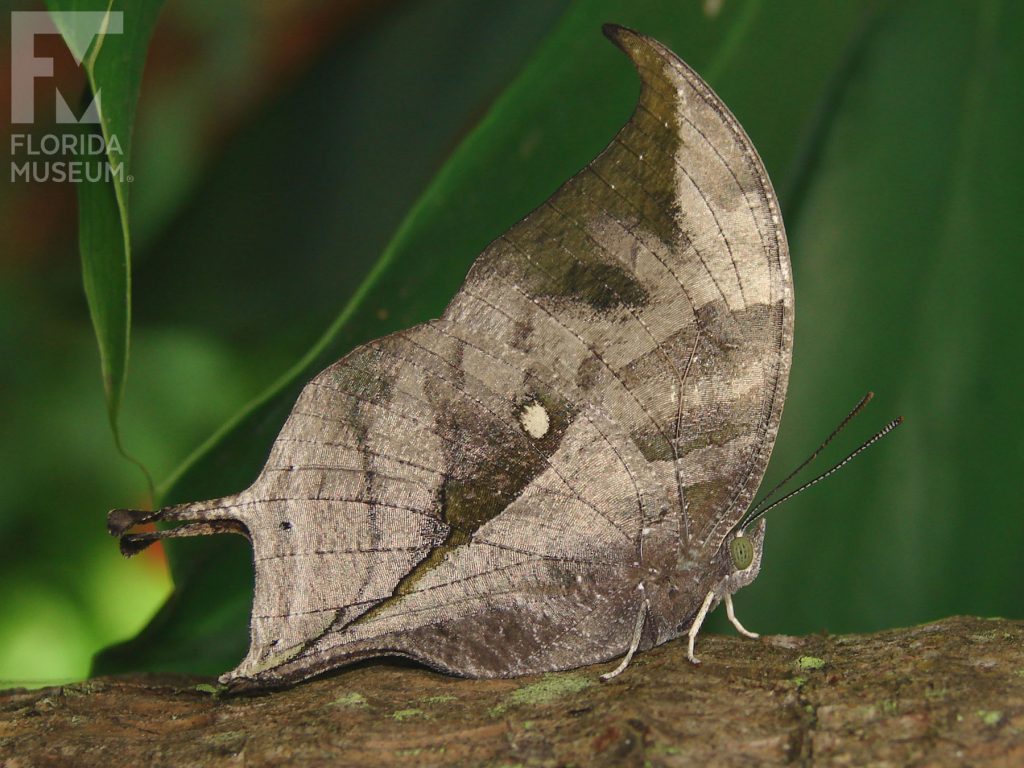 Pearly Leafwing Butterfly with wings open. Male and female butterfly look similar. With its wings closed the butterfly is mottled grey/brown and looks like a leaf. The upper wings end in a curved tip, the lower wing has a long point.