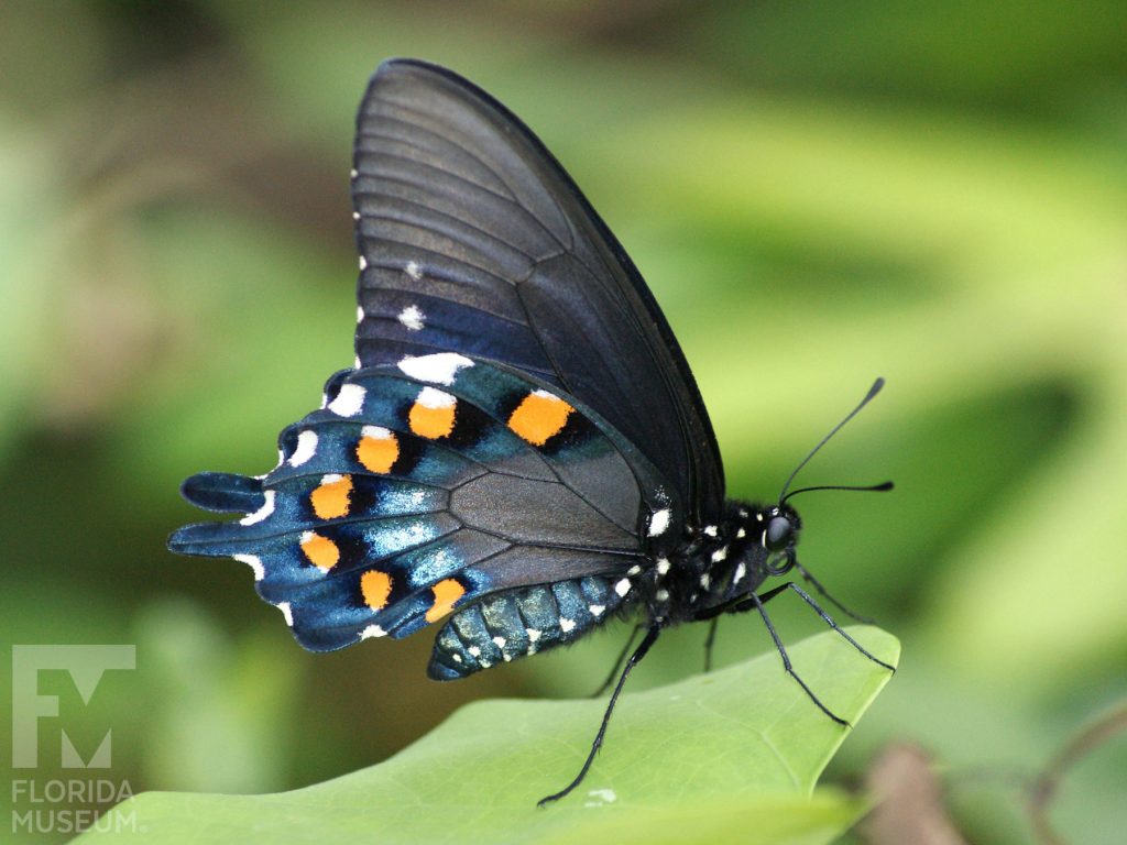 Pipevine Swallowtail butterfly with closed wings. Butterfly is black. The lower wing is blue with orange and white spots.