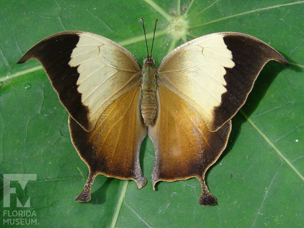 Pearly Leafwing Butterfly with wings open. Male and female butterfly look similar. With its wings open the upper wing is pale yellow, the lower wing is cream-colored. The wings have a wide brown border along the edges. The upper wings end in a curved tip, the lower wing has a long point.