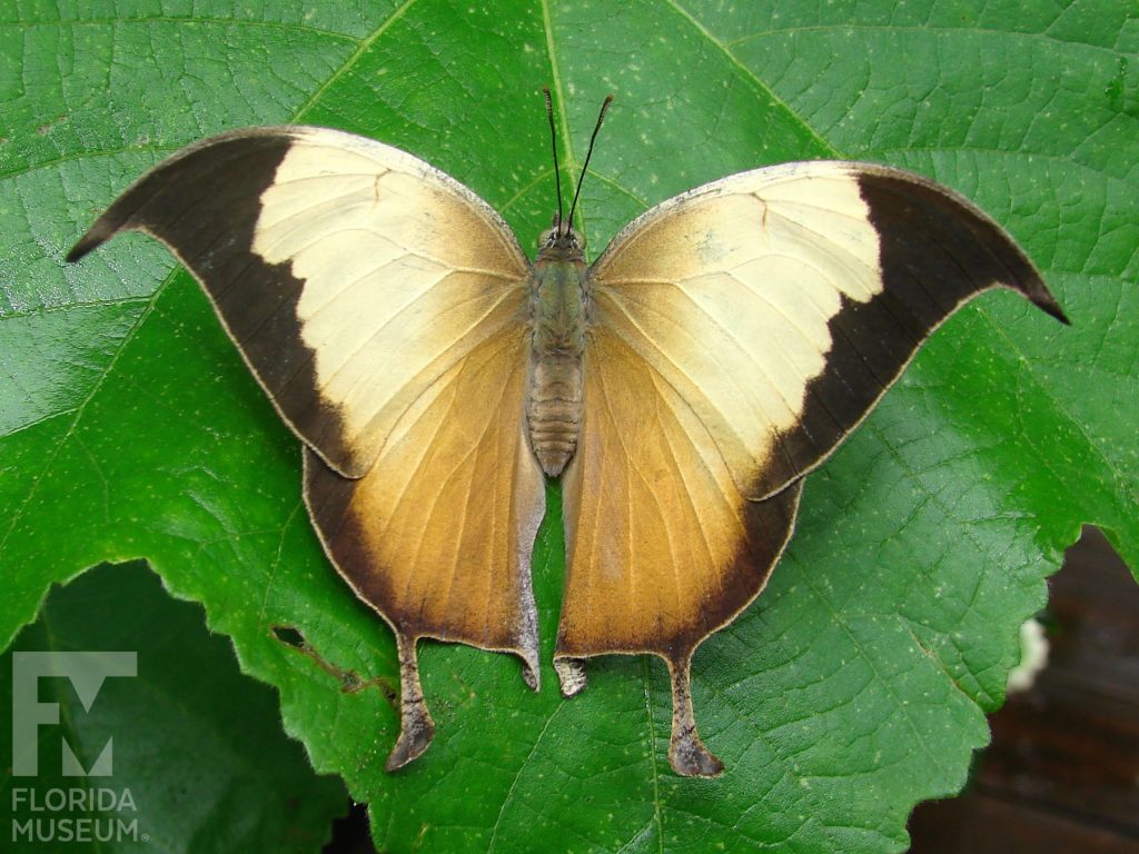 Pearly Leafwing Butterfly with wings open. Male and female butterfly look similar. With its wings open the upper wing is pale yellow, the lower wing is cream-colored. The wings have a wide brown border along the edges. The upper wings end in a curved tip, the lower wing has a long point.