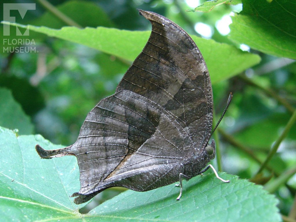 Pearly Leafwing Butterfly with wings open. Male and female butterfly look similar. With its wings closed the butterfly is mottled grey/brown and looks like a leaf. The upper wings end in a curved tip, the lower wing has a long point.