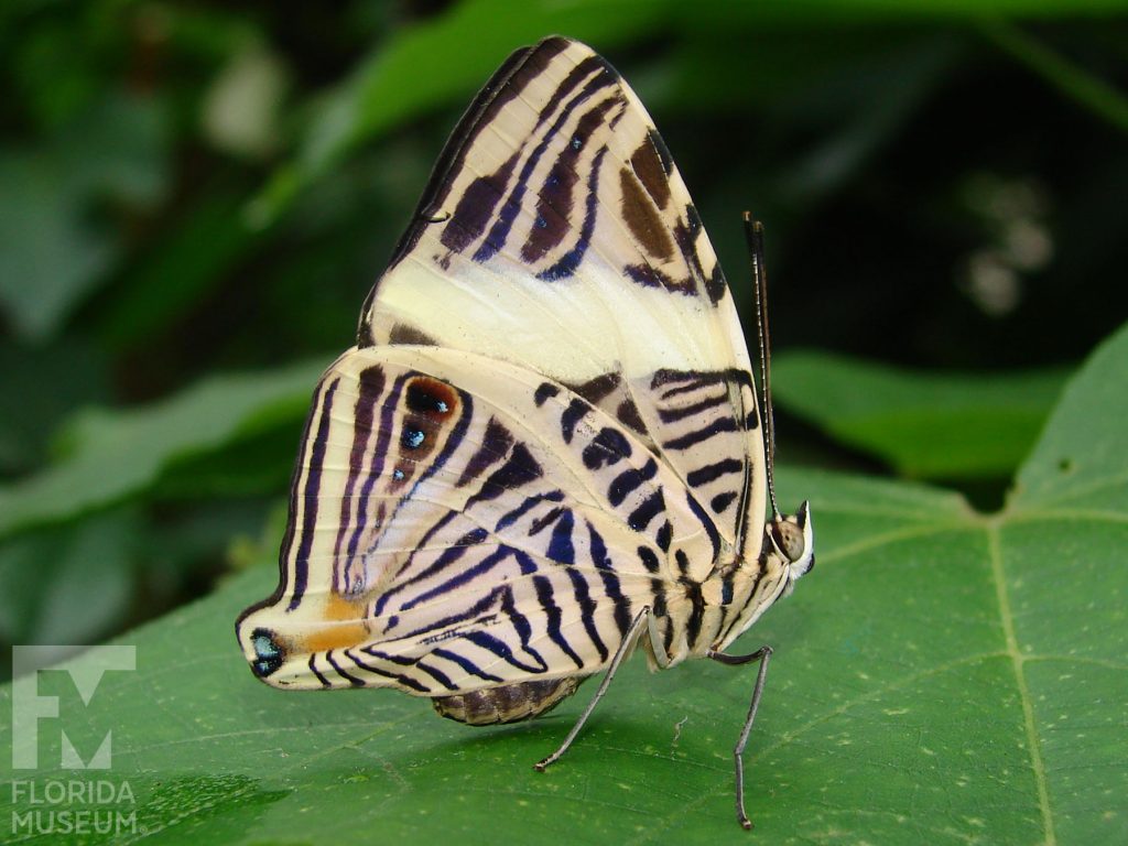 Mosaic Butterfly with its wings closed. Male and female butterflies look similar. With its wings closed butterfly with pale yellow with small black markings in a complicated pattern.