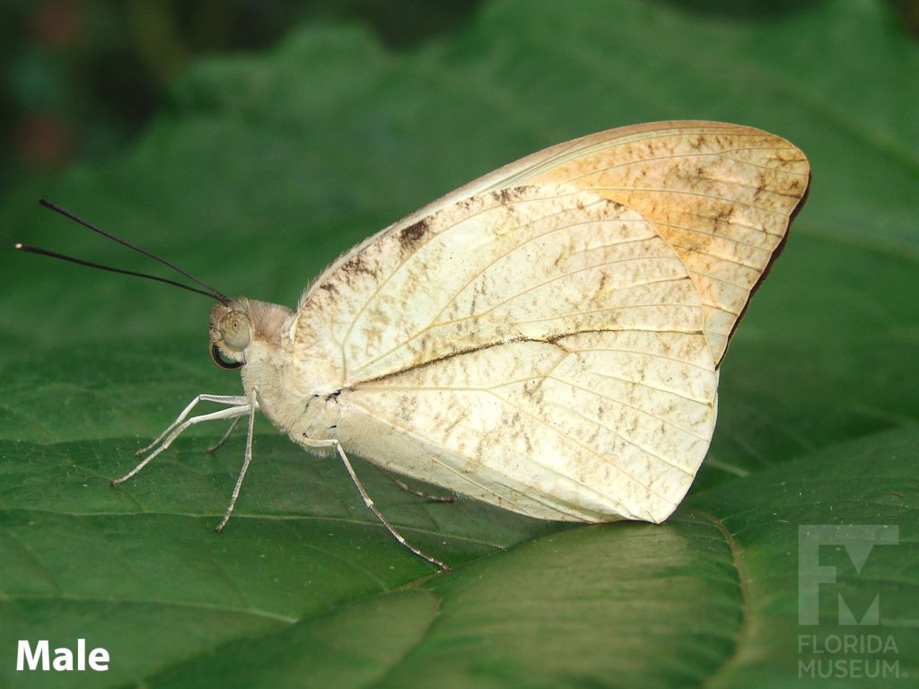 Male Great Orange Tip butterfly with closed wings. Butterfly is mottled cream