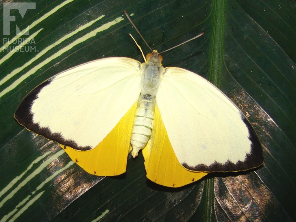 Orange Emigrant Butterfly with wings opened. Male and Female butterflies look similar. With wings open upper wing is pale yellow with black edges, lower wings are bright yellow.