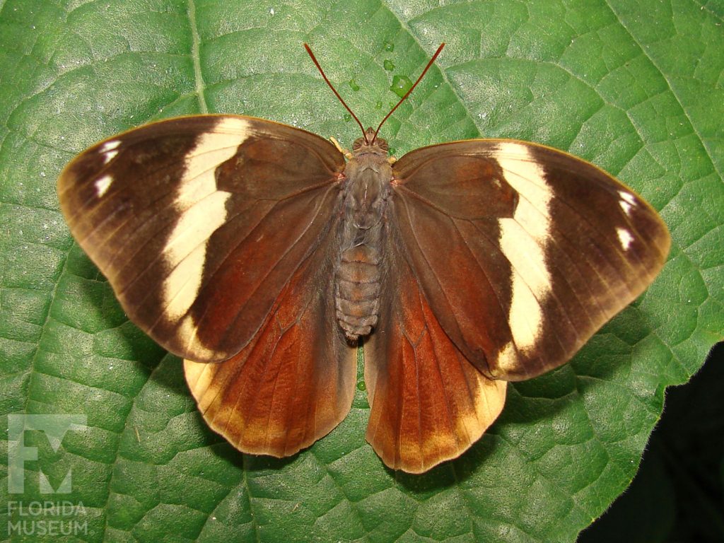 Narrow-banded Owlet Butterfly with its wings open is dark brown with a pale yellow stripe.