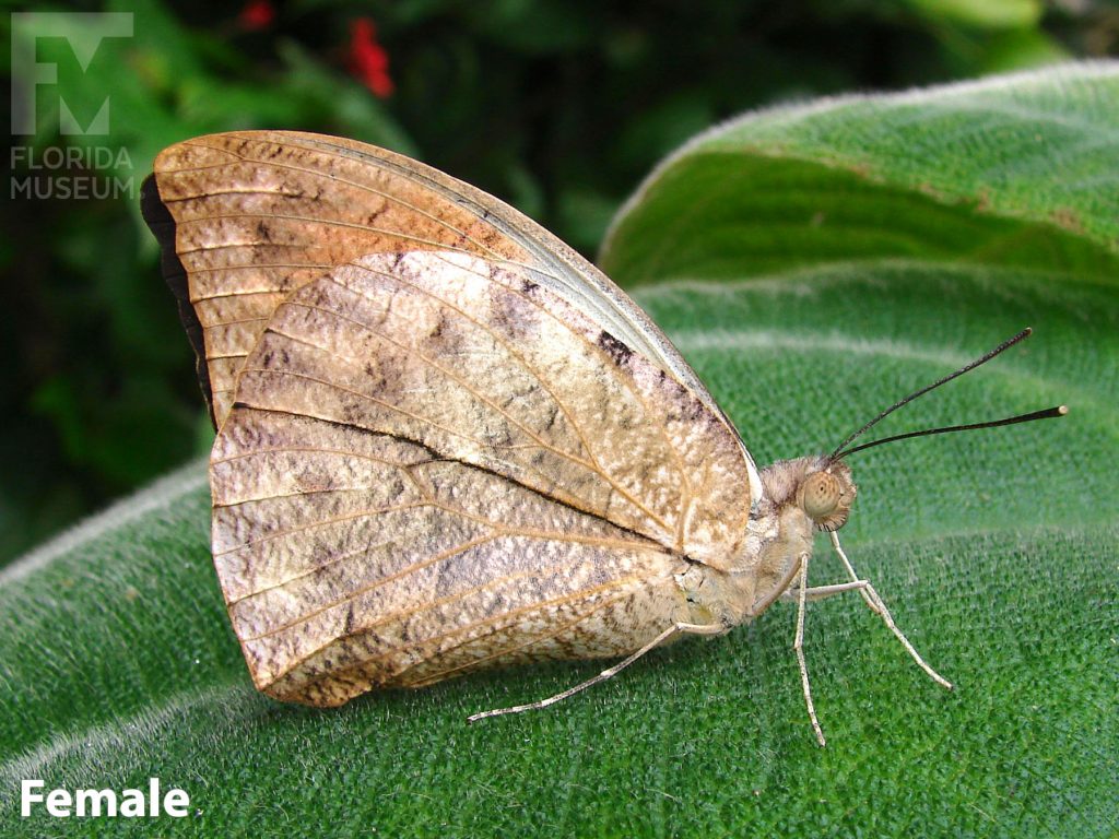 Female Great Orange Tip butterfly with closed wings. Butterfly is mottled light brown