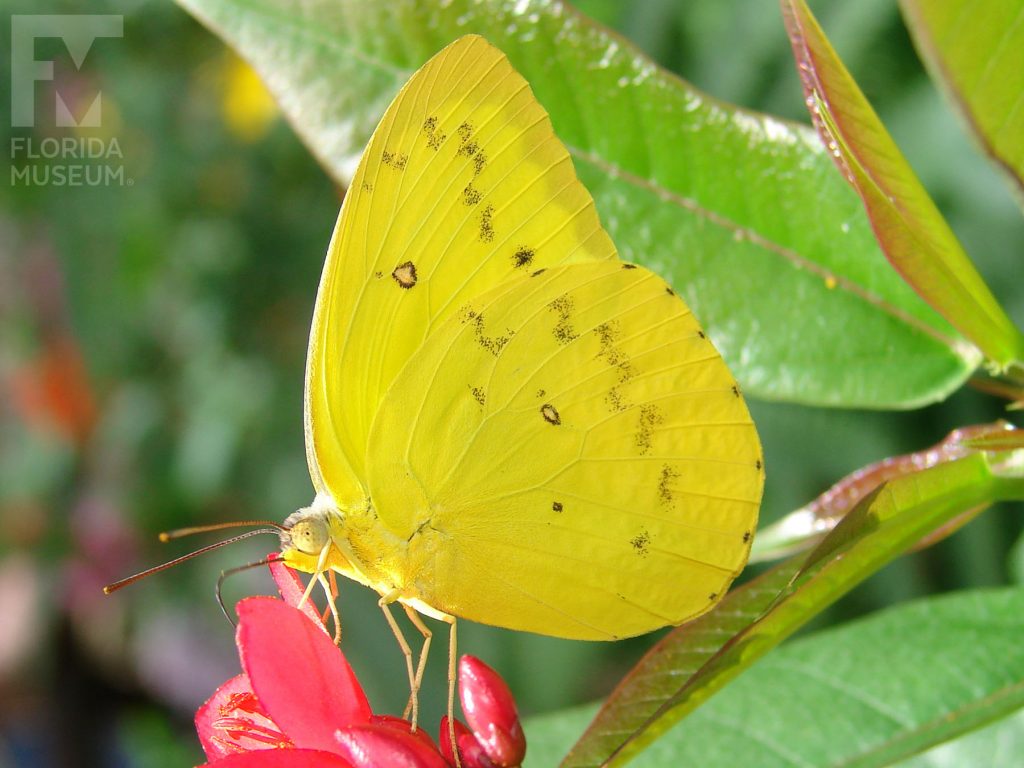 Orange Emigrant Butterfly with wings closed. Male and Female butterflies look similar. Wings closed, butterfly is bright yellow