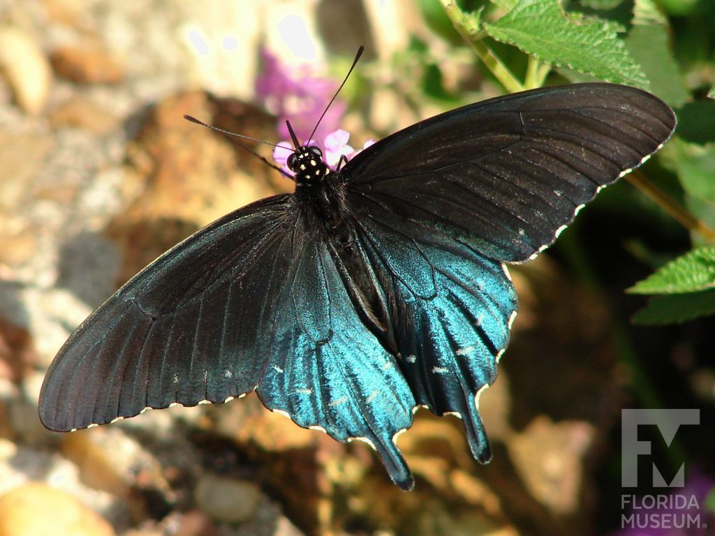 Pipevine Swallowtail butterfly with open wings. Butterfly is black with a blue lower wing.