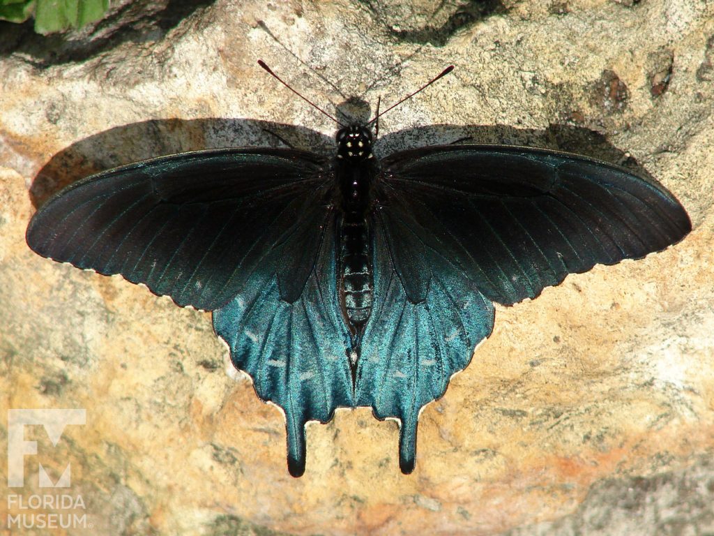 Pipevine Swallowtail butterfly with open wings. Butterfly is black with a blue lower wing.