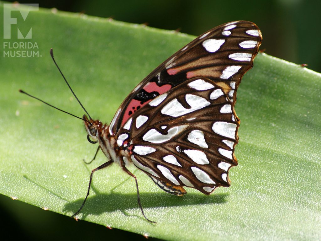 Mexican Silverspot Butterfly with wings closed. With wings closed the upper wing is brown and rose with black and brown stripes and white markings along the wing tip. The lower wing is brown white white markings.