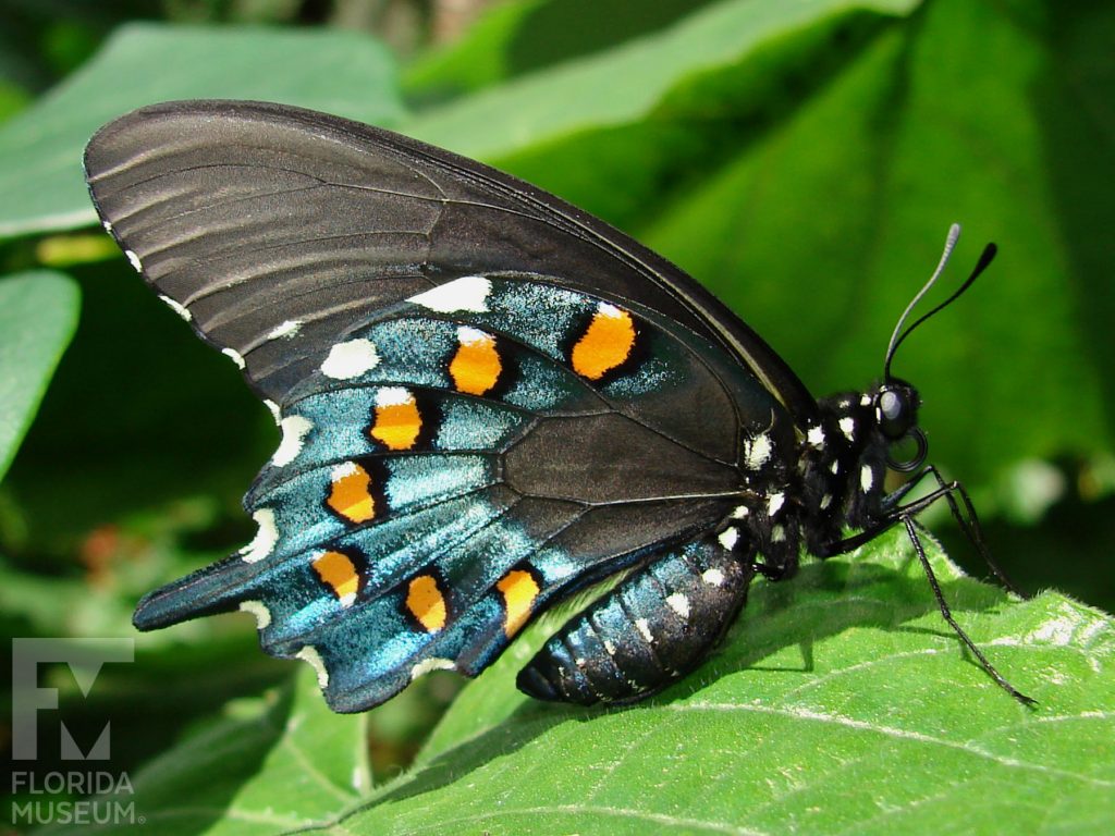 Pipevine Swallowtail butterfly with closed wings. Butterfly is black. The lower wing is blue with orange and white spots.