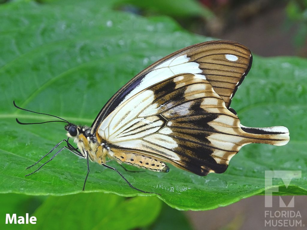 Male Mocker Swallowtail with closed wings. Butterfly is white and brown. Lower wing ends in a long point.