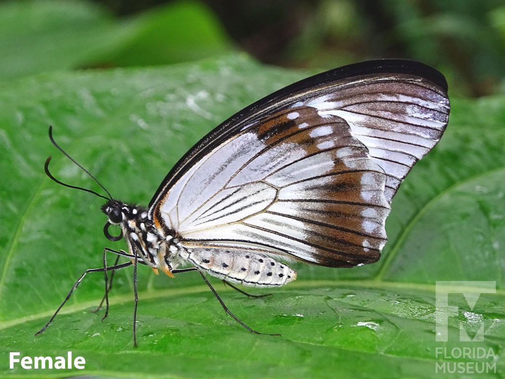 Female Mocker Swallowtail with closed wings. Butterfly is white and brown.