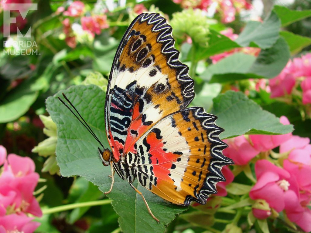 Malay Lacewing Butterfly with wings closed. Male and female butterflies look similar. Wings have many small points along the edges. With wings closed butterfly is black, tan, orange/red, cream in a complicated pattern.