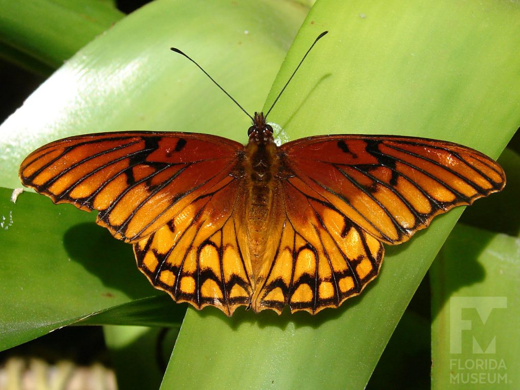 Mexican Silverspot Butterfly with wings open. The butterfly is a dark orange to light orange/yellow ombre with black markings and stripes.