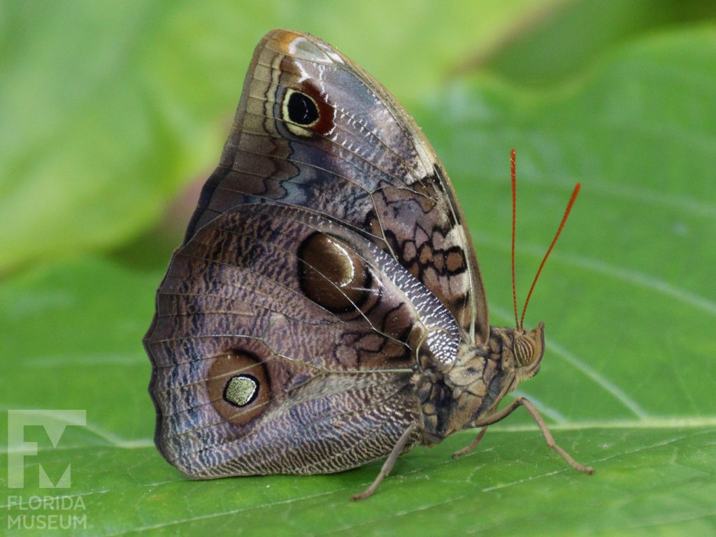 Narrow-banded Owlet Butterfly with its wings closed is grey and brown with a large eye spot.