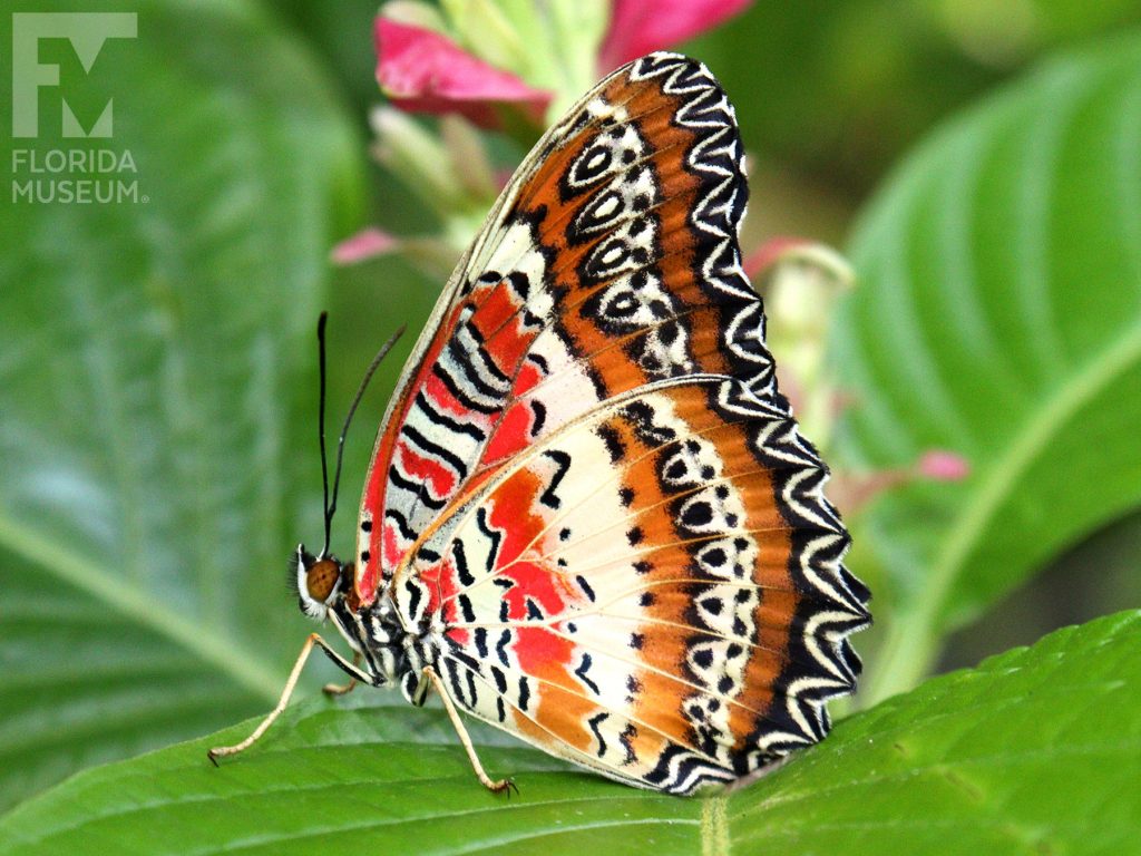 Red Lacewing Butterfly with wings open. Male and female butterflies look similar. With wings closed butterfly is black, tan, orange/red, cream in a complicated pattern.