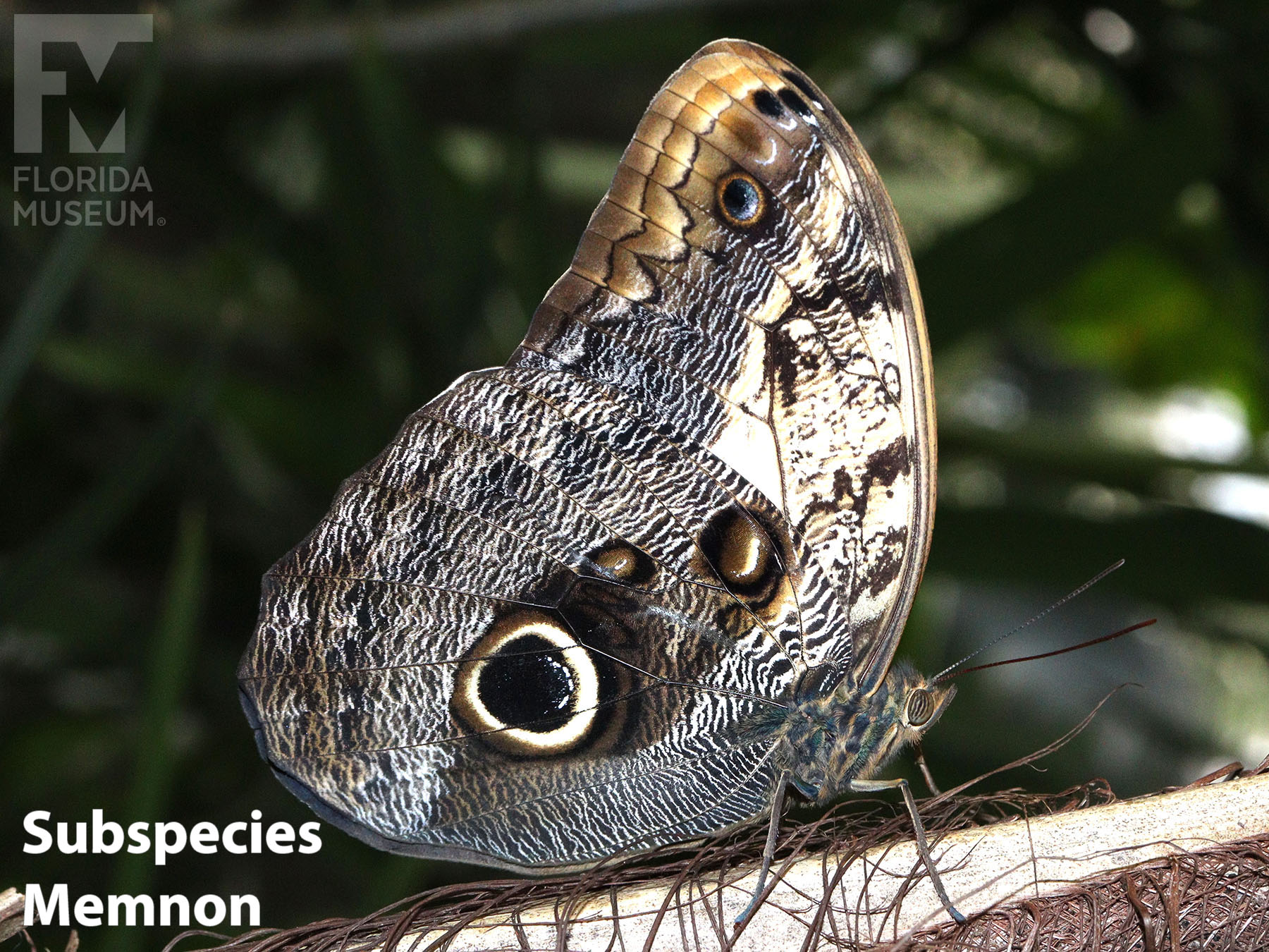 File:Caligo illioneus lepidoptero.jpg - Wikimedia Commons