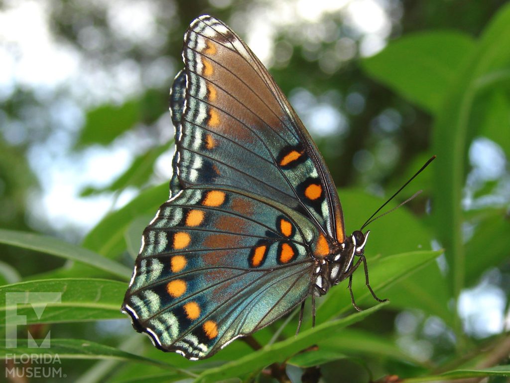 Red spotted Purple butterfly with closed wings. Male and female butterflies look similar. Butterly is grey with a blue sheen and orange and black markings.