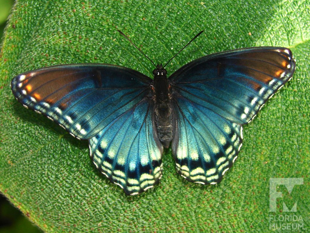 Red spotted Purple butterfly with open wings. Male and female butterflies look similar. Butterfly is iridescent blue with dark grey tips and black and white markings along the border and orange markings along the wing tips.
