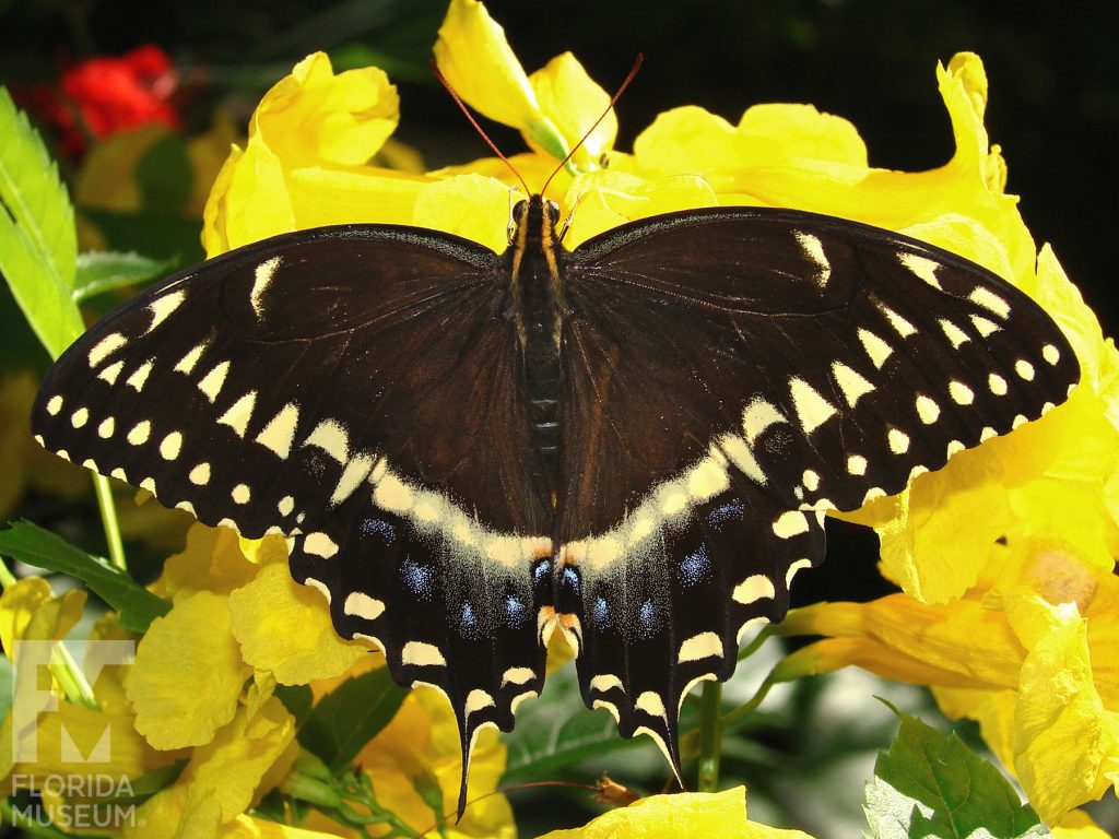 Palamedes Swallowtail Butterfly with open wings. Male and female butterflies look similar. The lower wings end in a long thin point. Butterfly is black with yellow markings that form a V-shape.