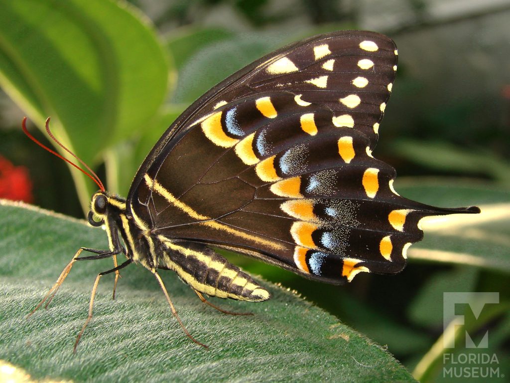 Palamedes Swallowtail Butterfly with open wings. Male and female butterflies look similar. The lower wings end in a long thin point. Butterfly is brown/black with many yellow, orange, and red markings.