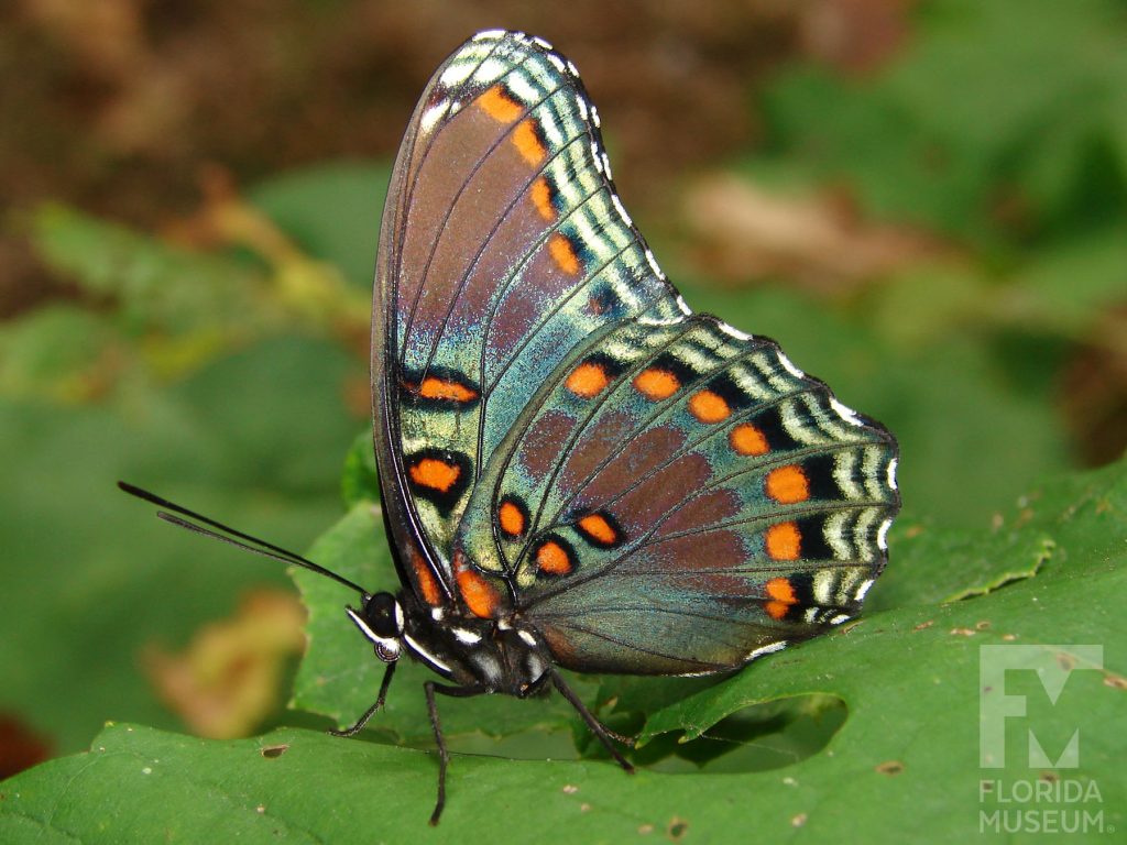 Red spotted Purple butterfly with closed wings. Male and female butterflies look similar. Butterfly is grey with a blue sheen and orange and black markings.