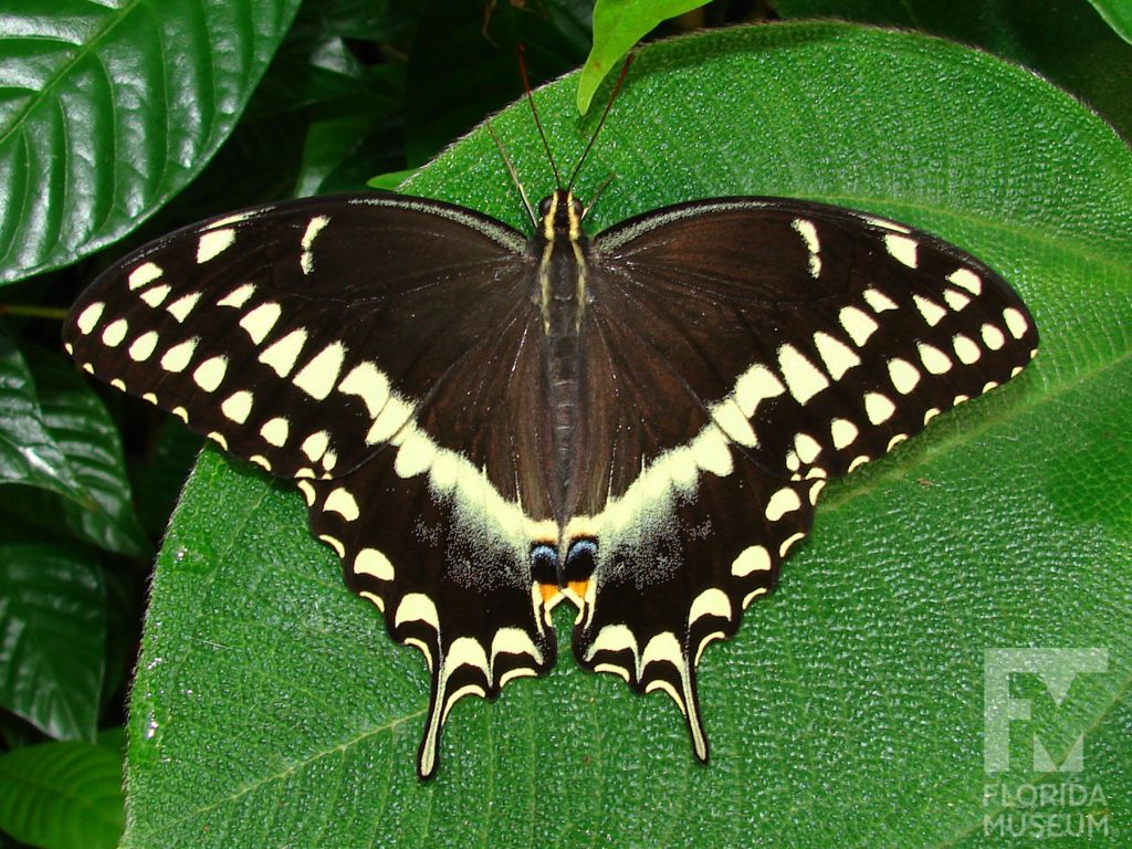 Palamedes Swallowtail Butterfly with open wings. Male and female butterflies look similar. The lower wings end in a long thin point. Butterfly is black with yellow markings that form a V-shape.