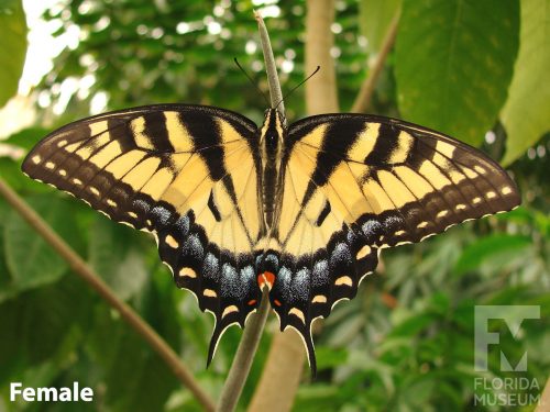 Tiger Swallowtail – Exhibits