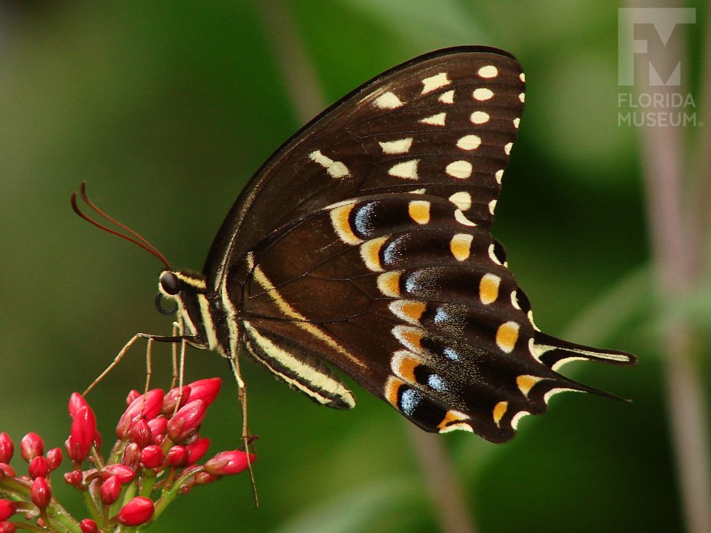 Palamedes Swallowtail Butterfly with open wings. Male and female butterflies look similar. The lower wings end in a long thin point. Butterfly is brown/black with many yellow, orange, and red markings.